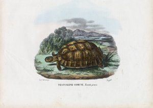 Tortue à éperons, 1863-79